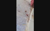 Arının Hamam Böceğine Dalması (Sürpriz Gibi Sürpriz Sonlu)