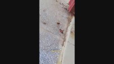 Arının Hamam Böceğine Dalması (Sürpriz Gibi Sürpriz Sonlu)