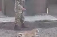 Askeri Eğitim Alan Sevimli Köpek