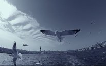 Leman Sam - İstanbul'u Dinliyorum