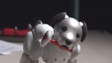 Sony'nin 3000$'lık Gerçeği Aratmayan Köpeği