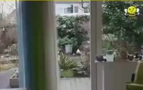 Kedi Kafayı Yedi