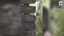 Geleceğini Tahtanın Arasına Sıkıştıran Sincap