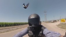 Motosikletliye Saldıran Saksağan Kuşu