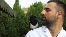 Kendisini Tedavi Eden Veterinerden Ayrılamayan Saksağan