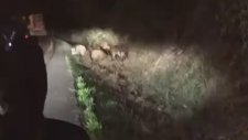 Yabani Bekleme Yapma Devam Et!