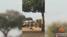 Leoparın Babun Sürüsü Arasında İmpalayı Avlaması