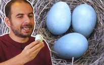 Mavi Yumurtayı Test Ettik - Tadı Nasıl?