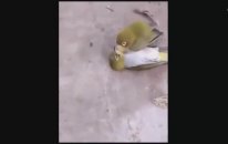 Eşi ölen kuş acıya dayanamadı ve öldü