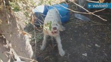 Süs köpeği havlaması Kangal köpeği havlaması urmesi vahşi hırçın köpek havlaması sesleri videoları