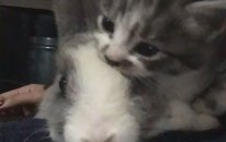 Tavşan Kedi Dostluğu