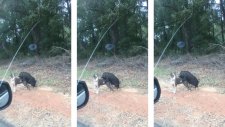 Ulu Orta Köpeğe Hallenen Domuz
