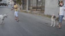 1 Dogo Argentino Ve 1 Kangal İle Sanayiye Kafa Tutmak
