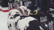 Köpeğin Oyuncaktan Korkusu