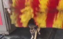 Oto Yıkamadan Bedava Masaj Hizmeti Alan Köpek