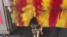 Oto Yıkamadan Bedava Masaj Hizmeti Alan Köpek