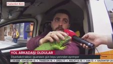 İguanasını Yanından Ayırmayan Taksici