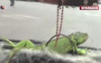 İguanalı Taksi Keyfi