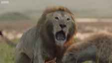Sırtlanların Saldırısına Uğrayan Erkek Aslan