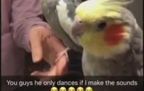 Beatbox Yapan Sahibine Dansla Eşlik Eden Papağan