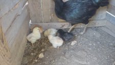 Gurk tavukla yavruları gurk tavukla minik civcivler sesleri videoları
