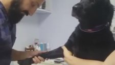 Karizmatik Şekilde Kan Aldıran Köpek