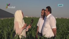 Mardinli Çiftçinin Kaçak Elektrik İsyanı