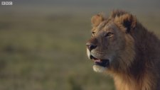 Sırtlanların Saldırısına Uğrayan Aslan 2 (Devam İçerir)