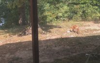 Tilkiye Hunharca Saldıran Kedi