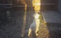 Köpeğin Gölge İle İmtihanı