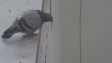 Hisli Hisli bakıp İntihar Eden Güvercin