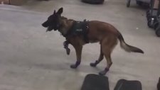 K-9 Köpeğinin Kar Botuyla İmtihanı