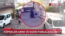 Kırşehir'de Küçük Kız Ve Annesine Saldıran Sokak Köpeği