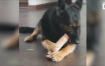 Sahibinin Oyuncağını Bulan Köpek