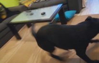 Cengiz Ünder deyince yerinde duramayan köpek