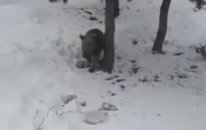 Kars'lı Vatandaşın Ayı İle Sohbeti Gülmekten Kırdı Geçirdi Yapma Ayı Gardaş