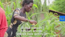 Tırtılların Ağzına Acı Biber Sürmek