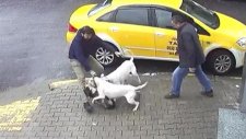 2 Pitbull Sokak Köpeğine Saldırdı