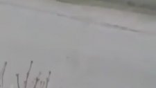 Büyükada’daki yangından kaçan atlar