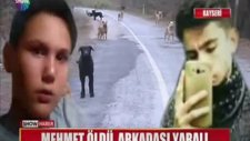 İki Lise Öğrencisi Sokak Köpeklerinin Saldırısına Uğradı