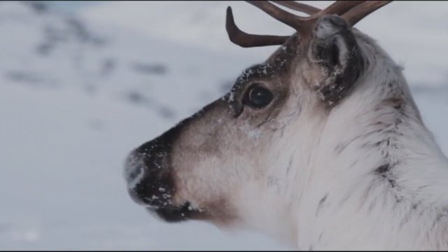 Ailo: Une odyssée en Laponie 2018 Fragman