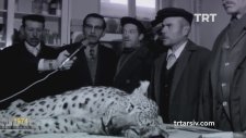 Beypazarı'ndaki Son Anadolu Parsı