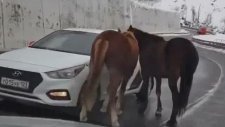 Yol Ortasındaki İnsan Canlısı Atlar