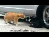 Sevgilisini Fırçalayan Kedi (Alt Yazılı)
