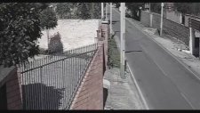 İneğe Kamikaze Dalışı Yapan Motosikletli