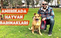 Amerika'da Hayvan Barınakları: Nasıl Hayvan Sahiplenilir? Pitbull Terrier, German Shepherd