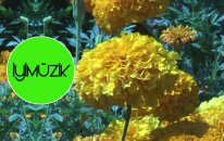 İsmail Uslu - Göçtü Kervan