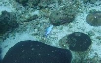 Küçük Balığın Denize Atılan Poşet İçerisinde Sıkışması