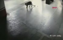 Alışveriş Merkezinde Gezintiye Çıkan Leopar
