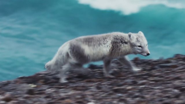 Velikiy severnyy put (2019) Fragman